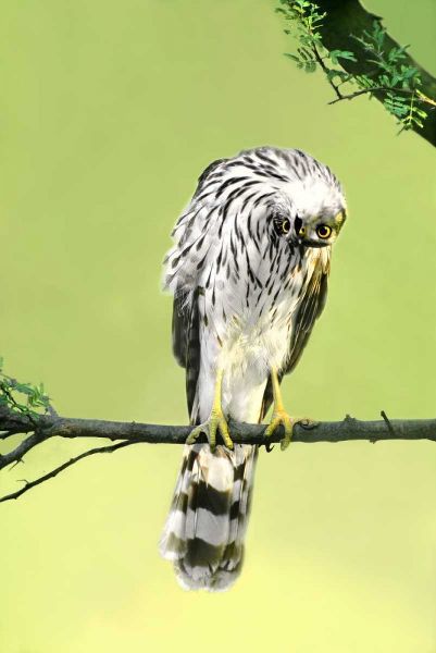 TX, McAllen Wild Coopers hawk with head inverted